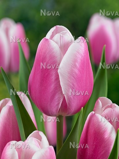 Тюльпан простой поздний Джамбо Бьюти